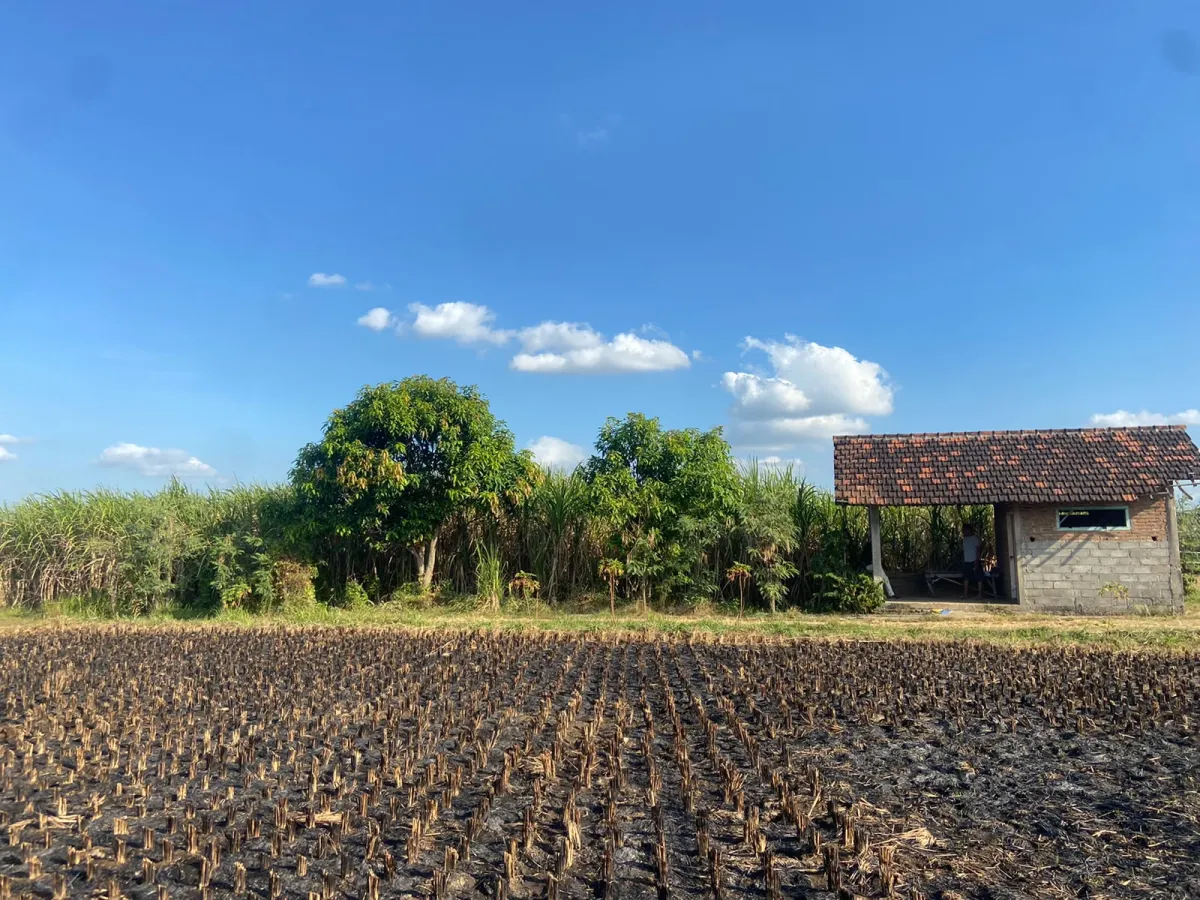 LAHAN SAWAH POTENSIAL AREA SEMEN KEDIRI - Foto 6